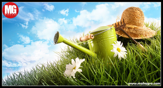 6 Gardening Hacks To Prevent Excess Evaporation In Summer