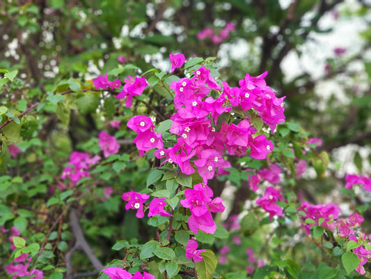 Beautiful vegetable and flower garden using MahaGro Organic Potting Mix