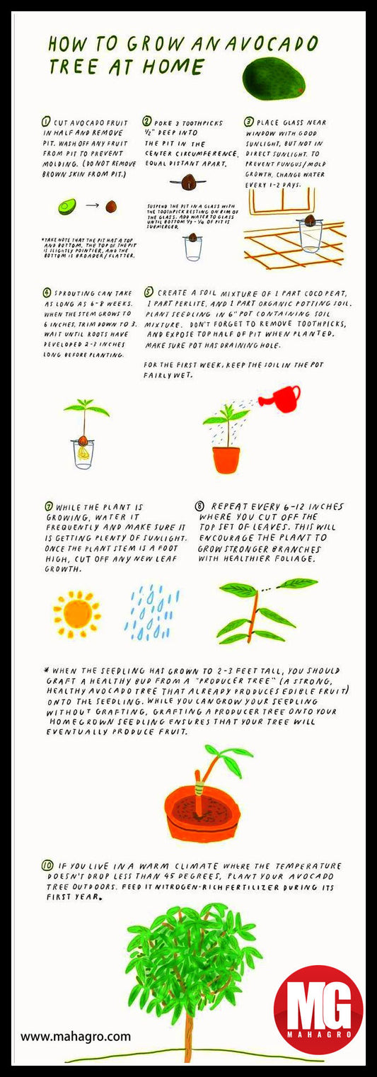 How To Grow Avacado Tree At Home