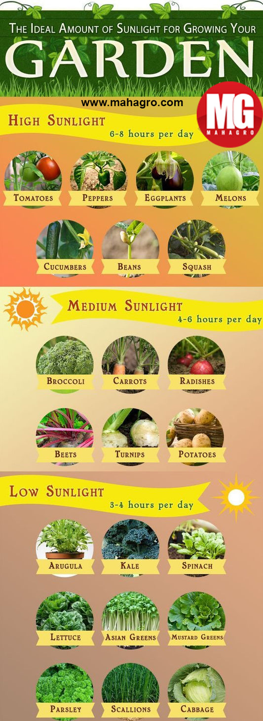 Sunlight guide for growing your plants properly
