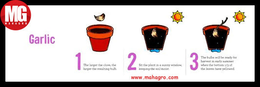 Food that magically re-grows itself #5- Garlic