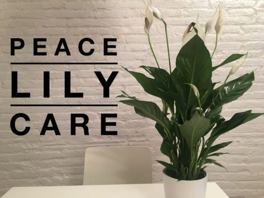 GROWING PEACE LILIES