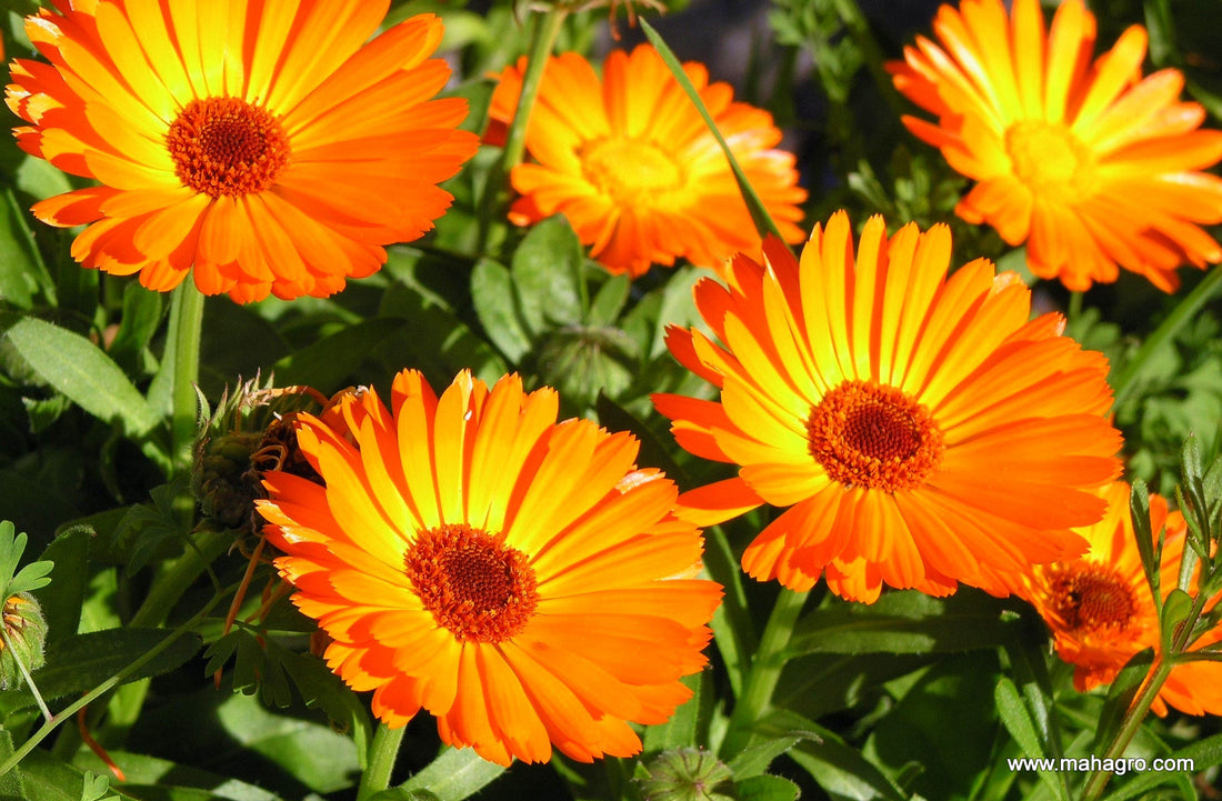 5 Fastest Growing Plants