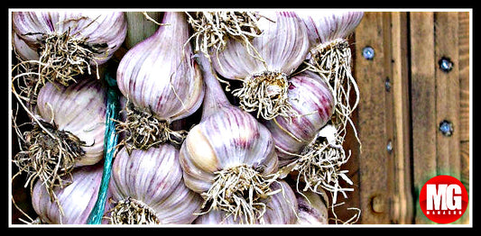 Top 10 Nutrient-Dense Fruits and Vegetables to Grow