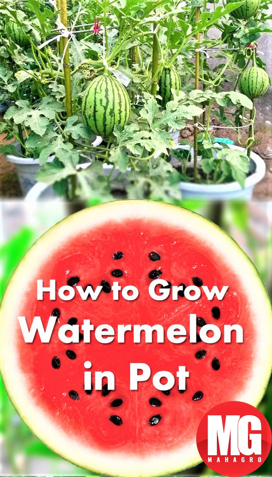 Growing Watermelon in Containers | How to Grow Watermelon in Pot Vertically