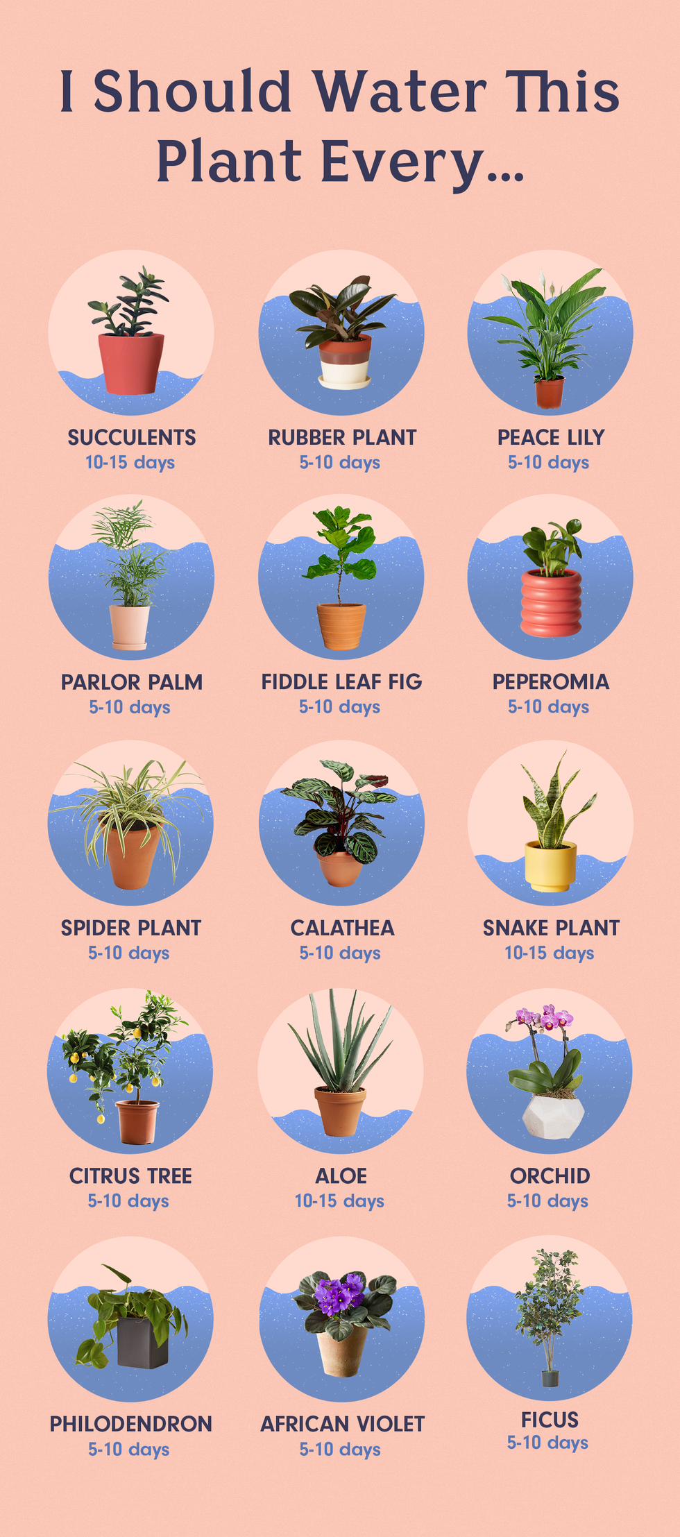 how often to water tobacco plants Irrigating How Often Should You Water