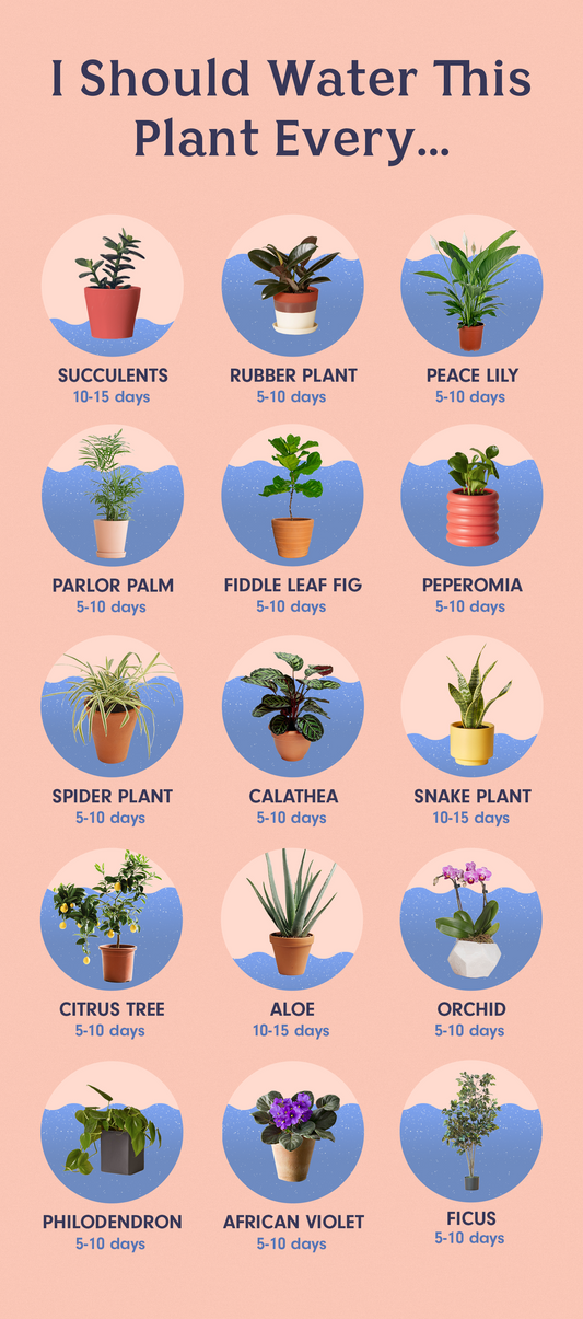 This Is How Often You Need To Water Your Plants