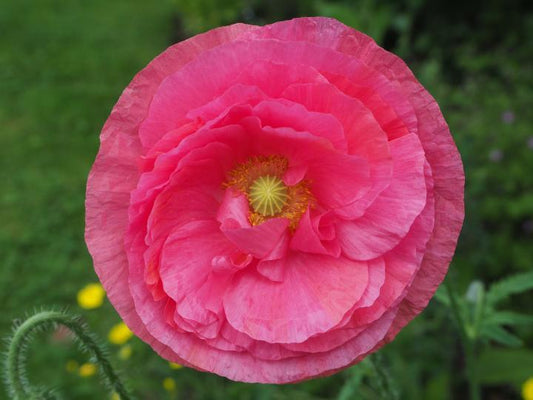 Flowers with romantic names