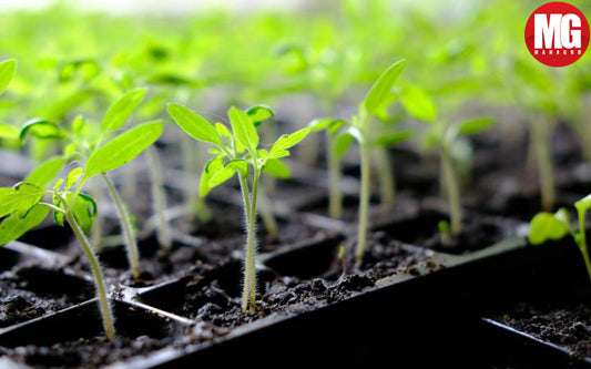 Tips and tricks for starting seeds successfully