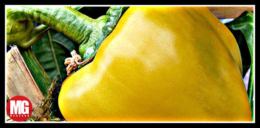 Popular Peppers to Grow at Home