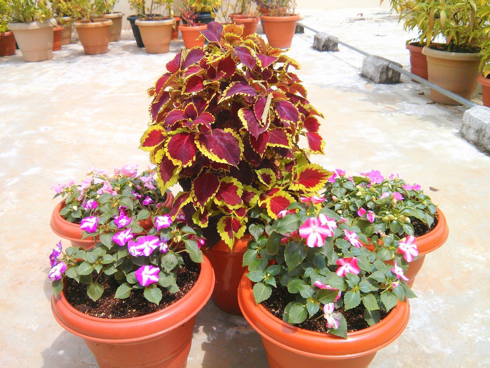 plants, plants for sale, the plants, plant plants, plant store, outdoor plants, garden plants, tree plants, garden plants, plant for sale, water plants, preserved plants, plants buy, plant a plants, plants & flowers, garden plants in, plant buy, green house plant, plant care, plant shop, plants & trees, garden plant shop, potted plants, gardening flowers plants trees, garden and plant store