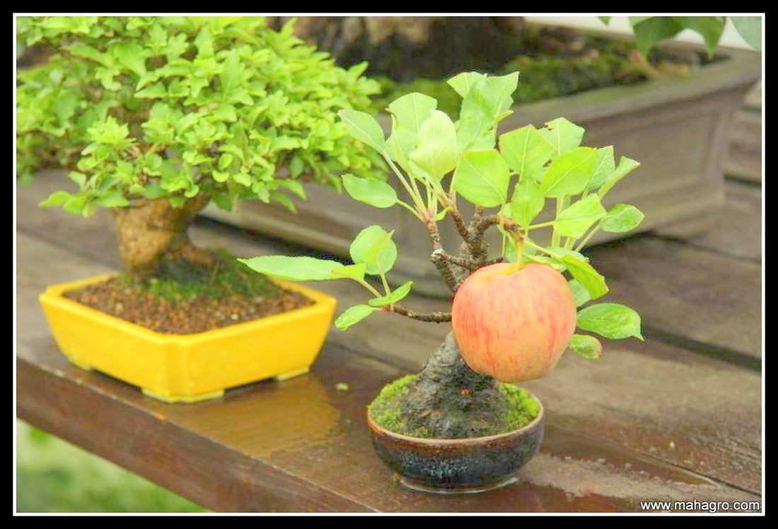 Can you grow fruits on Bonsai Trees?