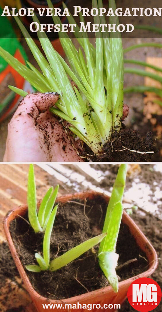 Aloe vera is very useful in summer and growing it is equally easy. Start your own aloe vera garden today.