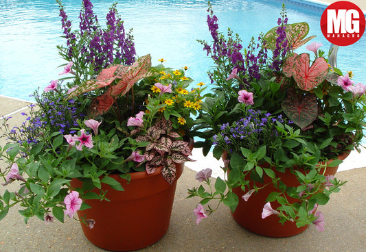Container gardening with flowers