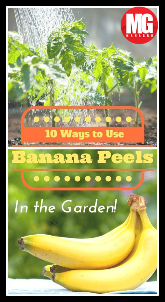 10 Ways To Use Banana Peels In Your Garden As Fertilizer