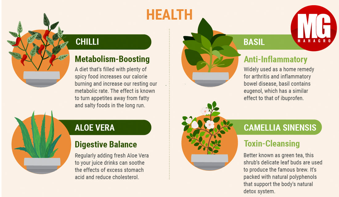 Plants that improve your health and well being