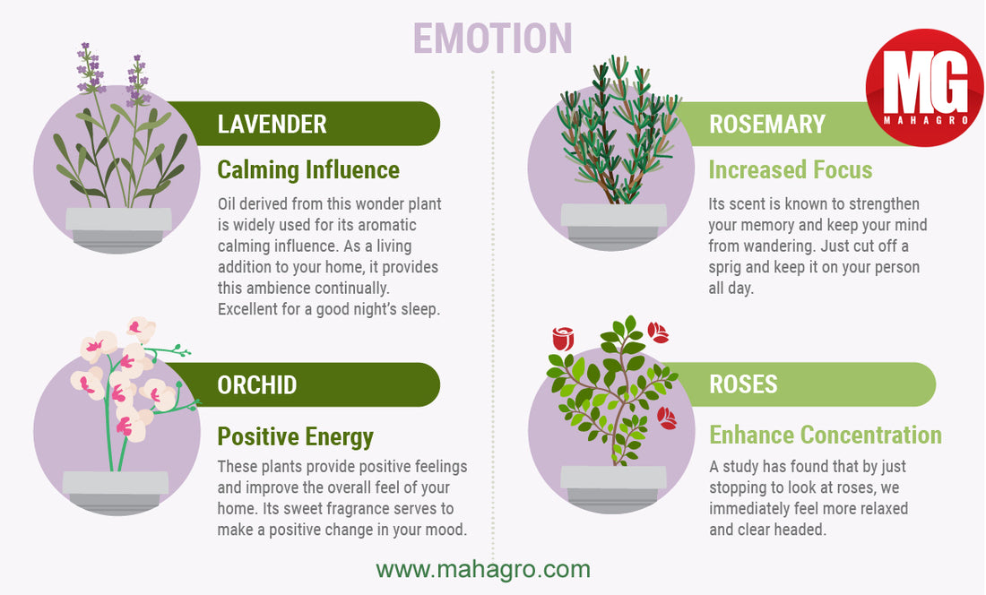Plants that improve your emotional health and well being
