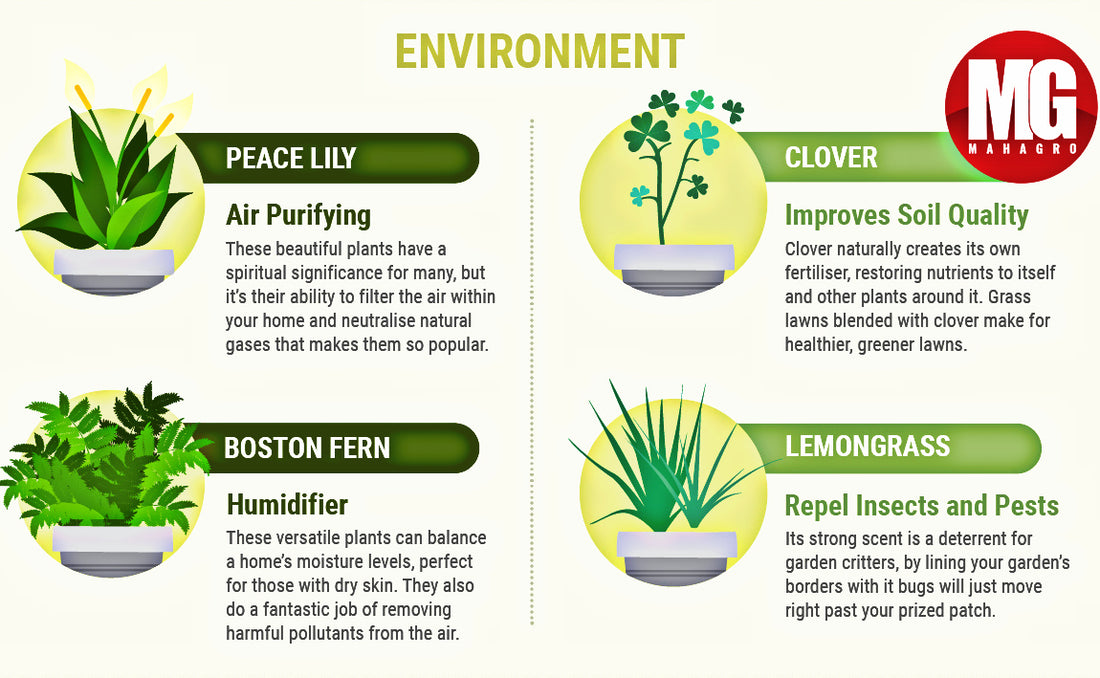 Plants that improve environment around you. Start growing them today