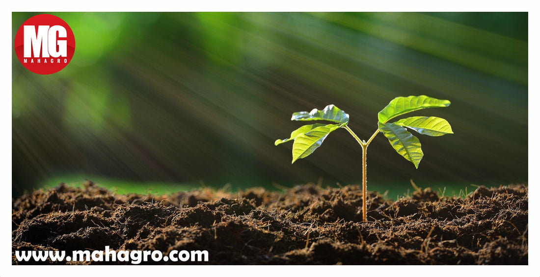 Key Benefits Of  Organic Soil Conditioners