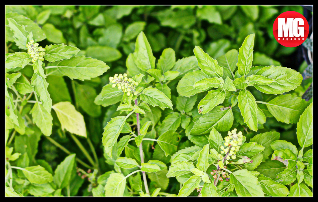 How to grow & care for Tulsi Plant?