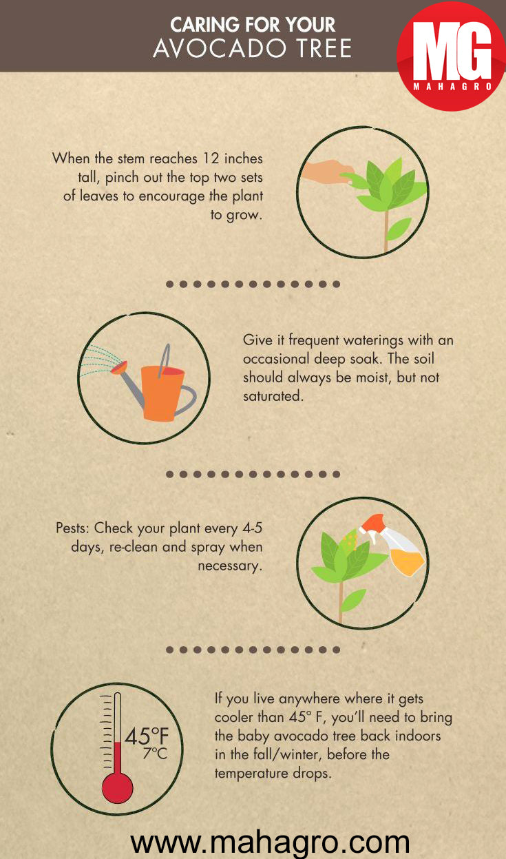 Caring for your avocado tree – MahaGro®