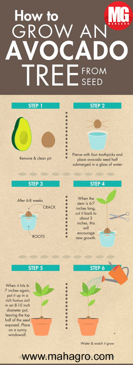 How to grow an avocado tree from seed – MahaGro®