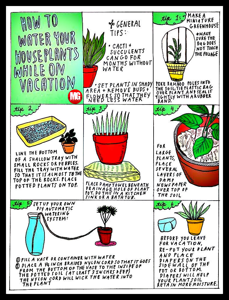Tips to water your plants while you are on a vacation