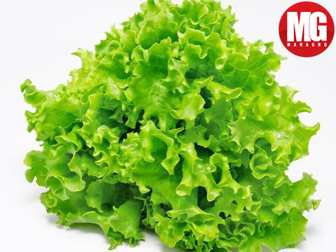How to grow organic lettuce in kitchen garden