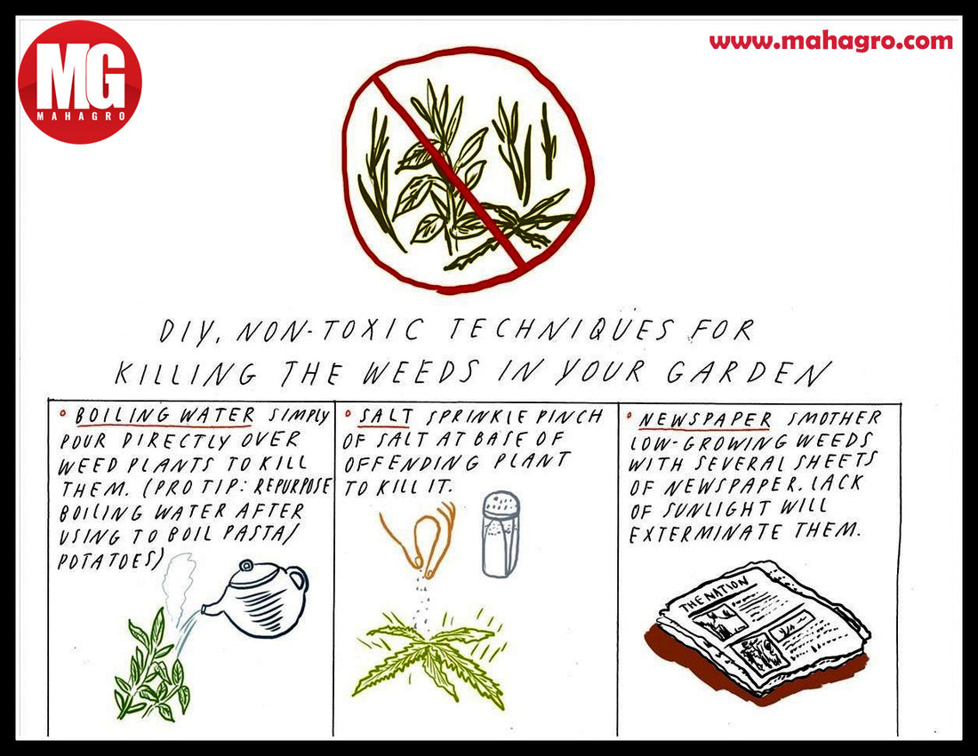 Non-toxic methods to kill weeds in your garden- Part 1