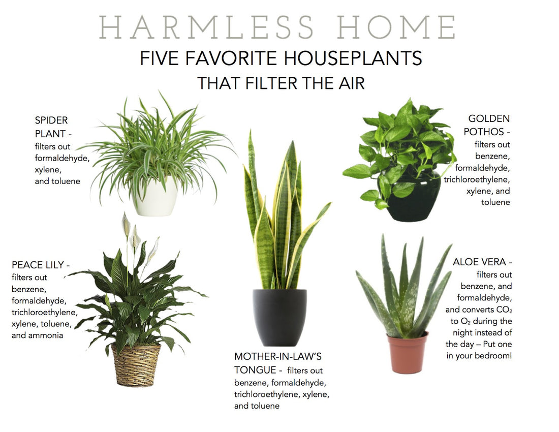 Plants to Improve Air Quality
