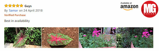 The best there is for plants! Beautiful caladiums and flowers even in summer. Thank you sir for the wonderful review!