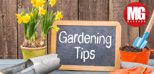 February Gardening tips