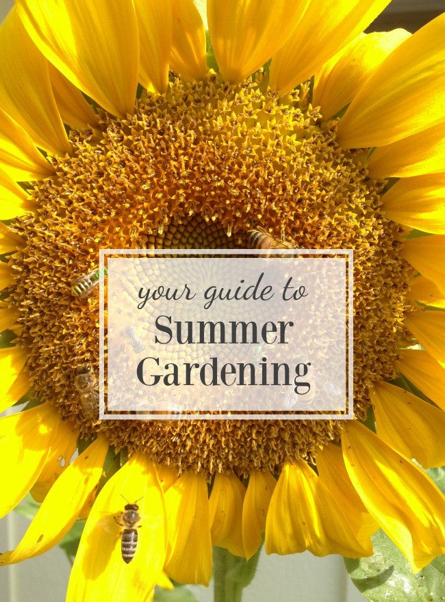 15 Tips to Keep Your Garden Blooming Through Summer
