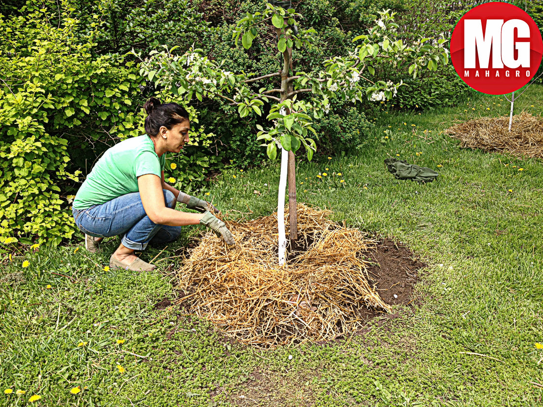 How to plant and care for new fruit trees