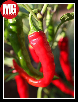 Chili Pepper Growing Guide