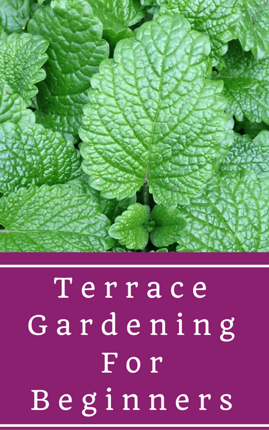 Frequently Asked Questions On Terrace Gardening Methods