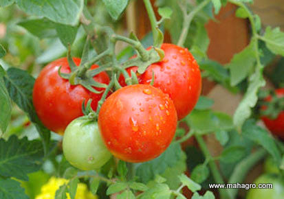 Steps to grow tomato plant from seeds