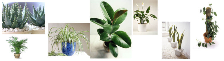 Indoor Plants to Improve Air Quality