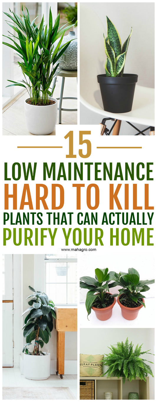 15 Air Purifying Plants You Need In Your Home
