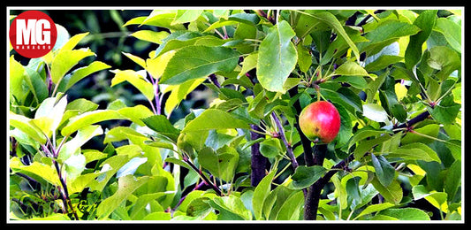 5 Solutions for Unproductive Fruit Trees