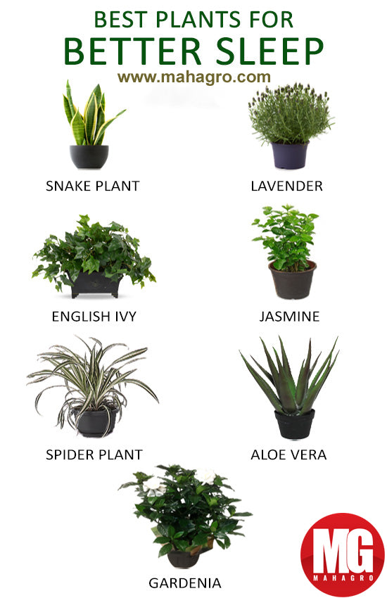 Best plants for a good night's sleep