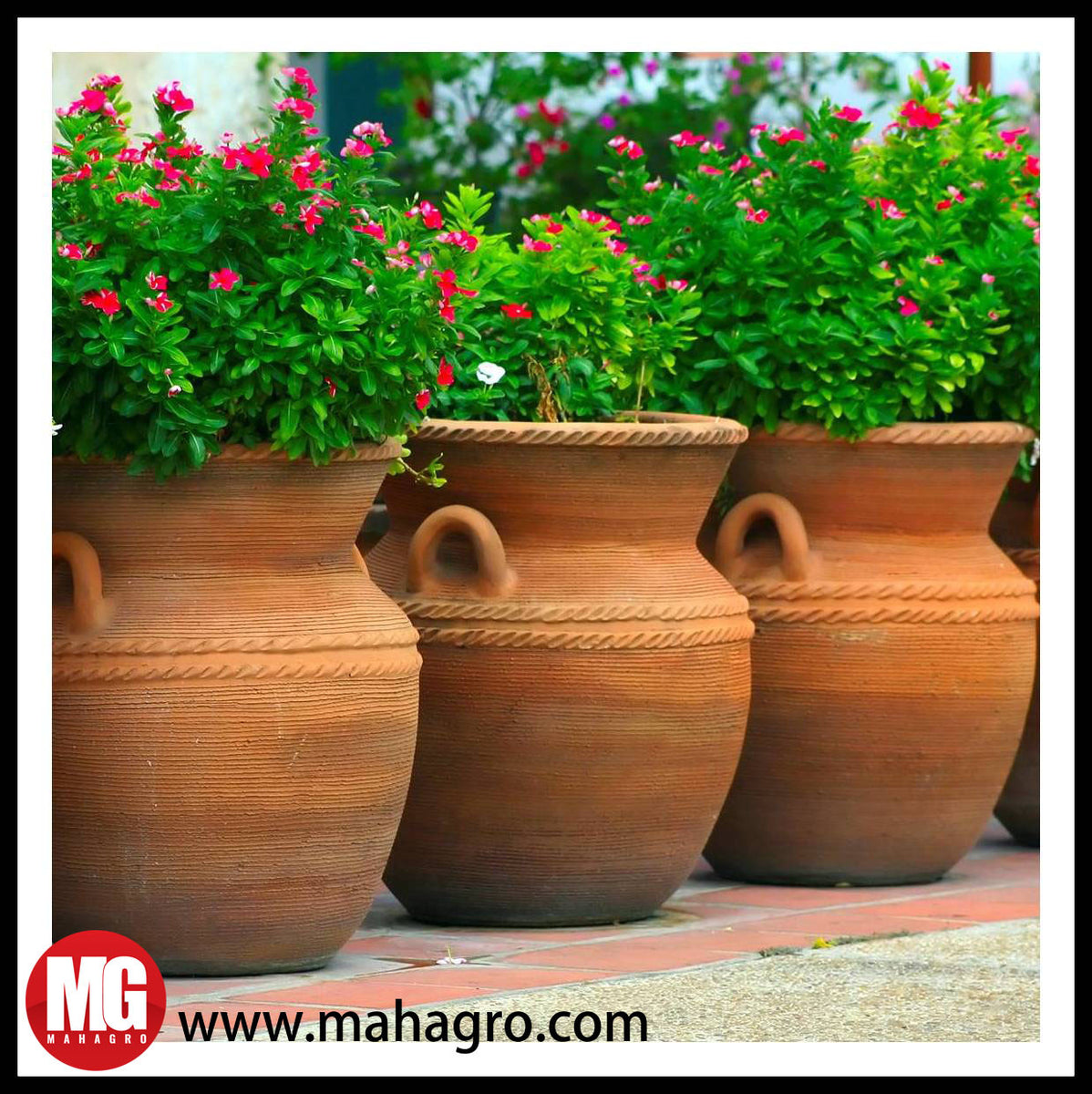 How to Care for Potted Plants This Summer MahaGro®