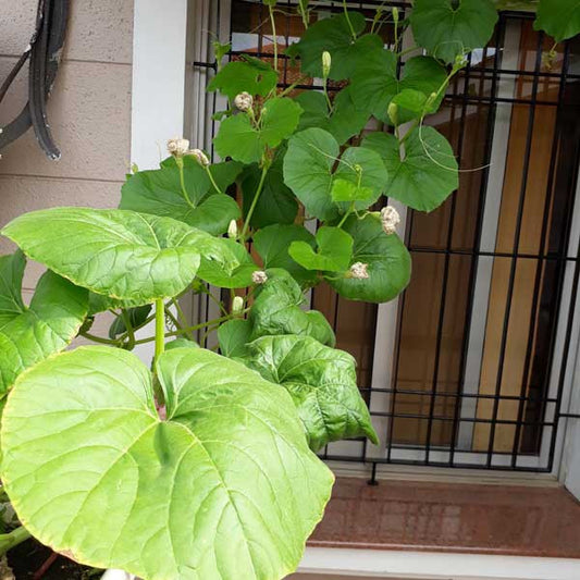 Are your plants turning Yellow?