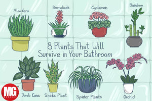 8 Best Houseplants for Your Bathroom