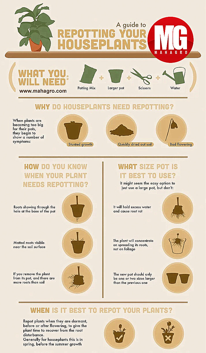 Learn how to easily re-pot your houseplants