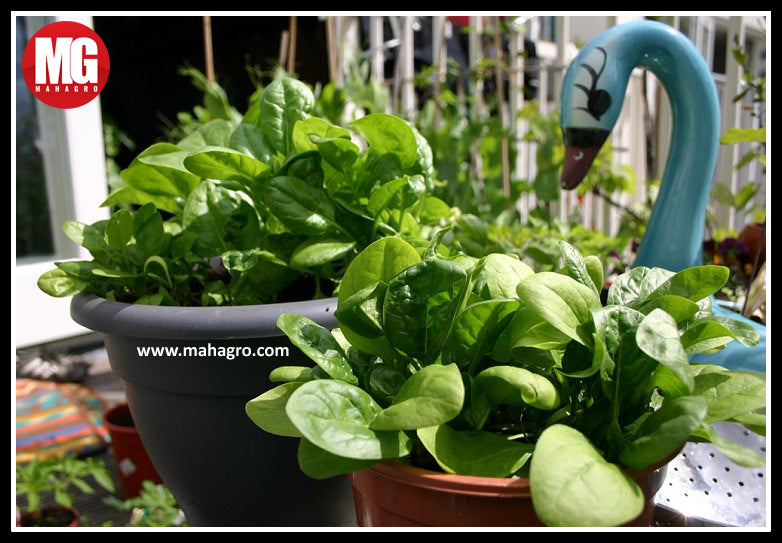 How to Grow Spinach in Pots?