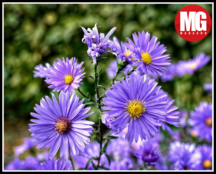How to plant, grow and care for aster flowers
