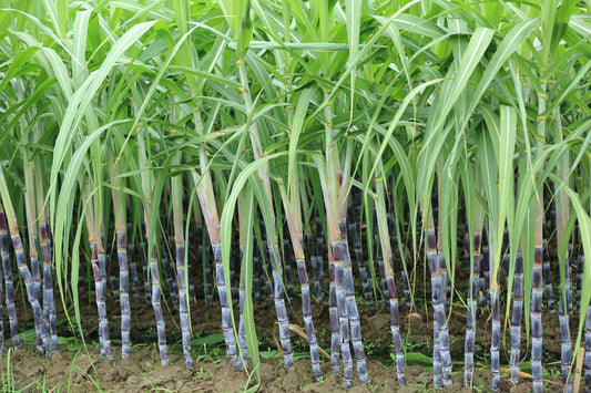 Sugarcane Care – Sugarcane Plant Info And Growing Tips