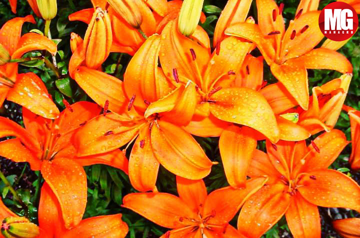 How to plant, grow & care for lilies