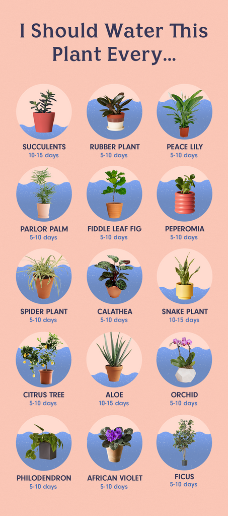 This Is How Often You Need To Water Your Plants
